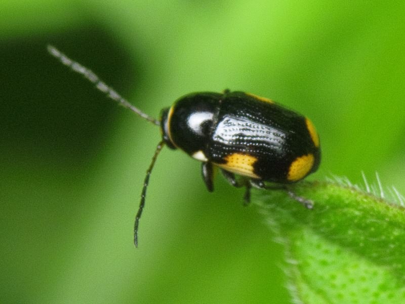 Cryptocephalus (Cryptocephalus) moraei (Linnaeus, 1758)